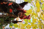 Meister Herbst NANU-Traumtheater