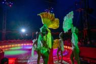 I´m Art Showdancers