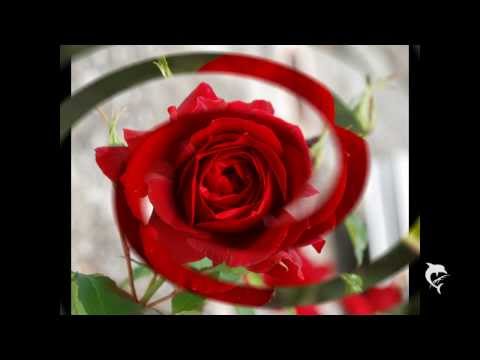 Video: The Rose