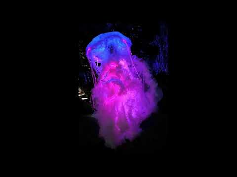 Video: Qualle Stelzenbein