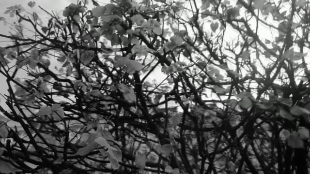 Video: Violetta Marionetta - Ein Traumbild